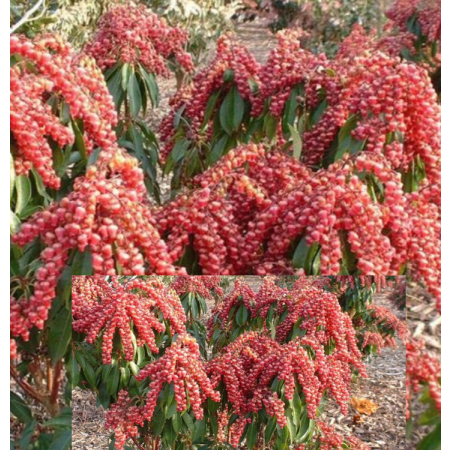 Pieris japoński 'Brouwer's Beauty'-1194